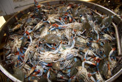 Crab Tub