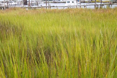Marsh Grass, Smith Island