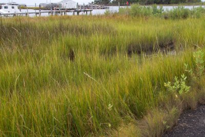 Marsh Grass, Smith Island