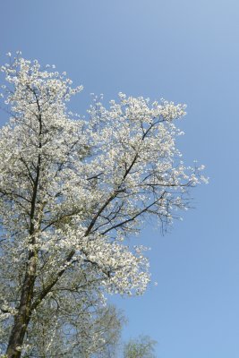 Niederglatt, Baum 1
