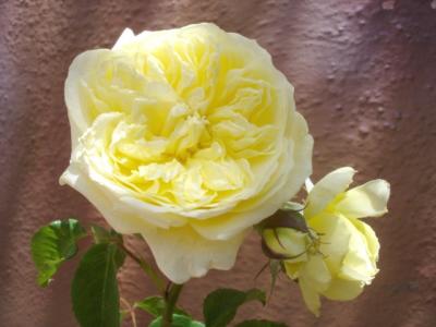 GARDEN ROSE