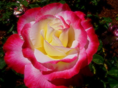 ROSE double delight