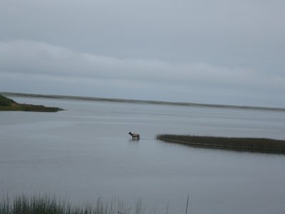 Roosevelt Elk