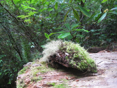 Humboldt and Del Norte County Redwoods