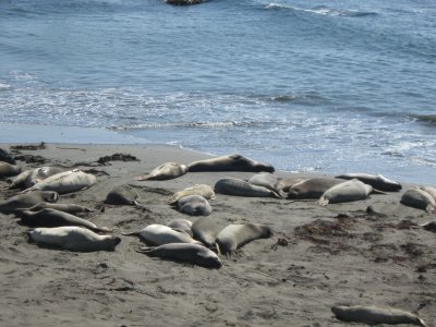 Juvenile Elephant Seals Piedras Blancas Beach, San Simeon, CA