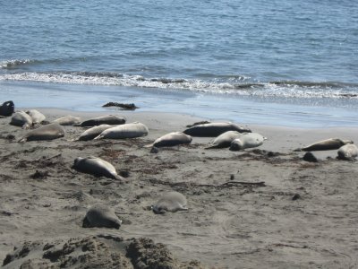 Juvenile Elephant Seals Piedras Blancas Beach, San Simeon, CA