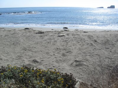 Juvenile Elephant Seals Piedras Blancas Beach, San Simeon, CA