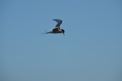 Bolsa Chica Wetlands Preserve