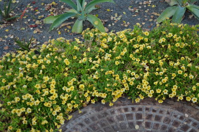 Cars Land Landscaping