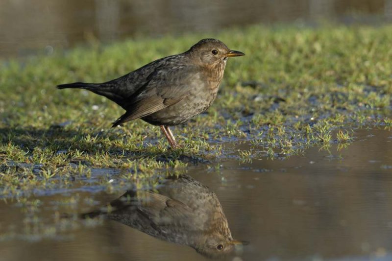 Blackbird female RSPB Conwy