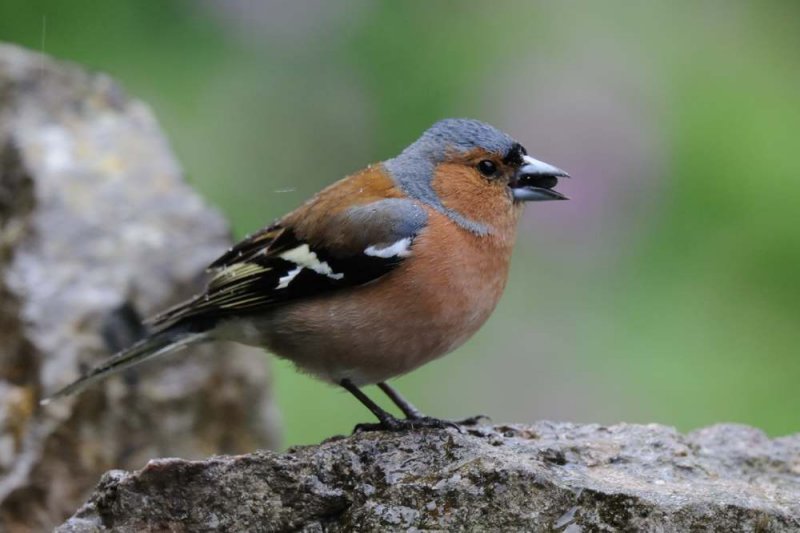  Chaffinch    Wales