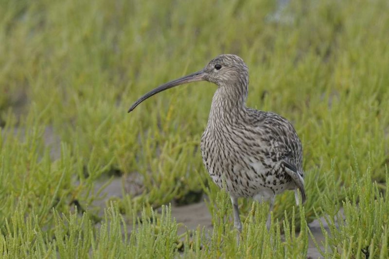 Curlew Conwy RSPB