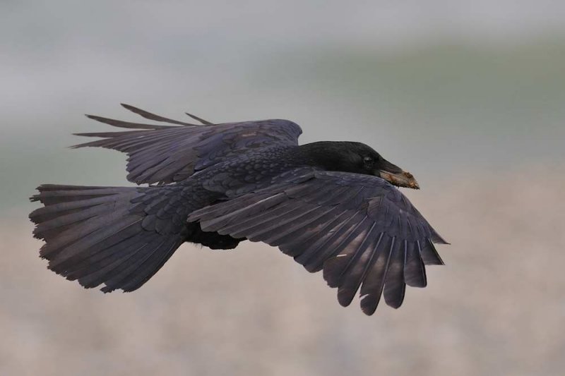 Carrion Crow  Llandudno