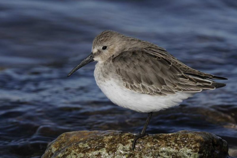 Dunlin Rhos Point Conwy