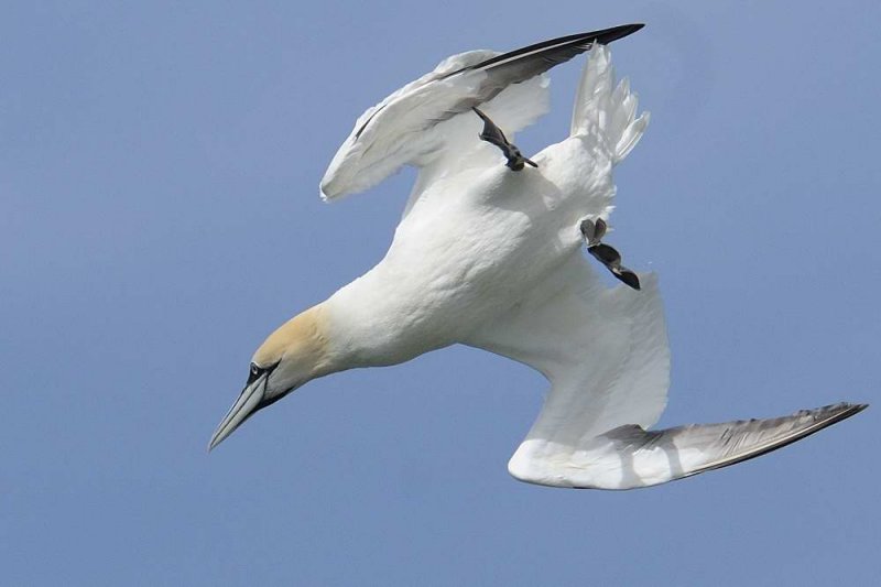 Gannet    Liverpool Bay