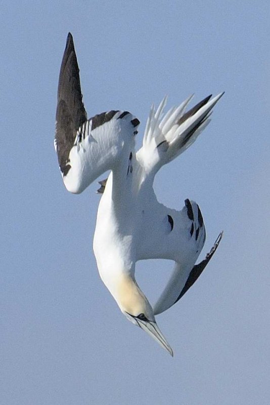 Gannet    Liverpool Bay