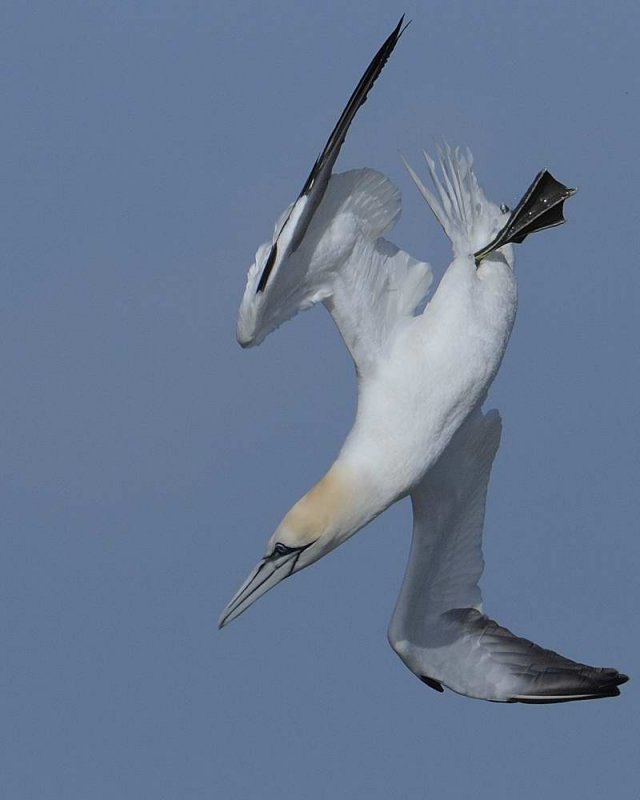 Gannet    Liverpool Bay