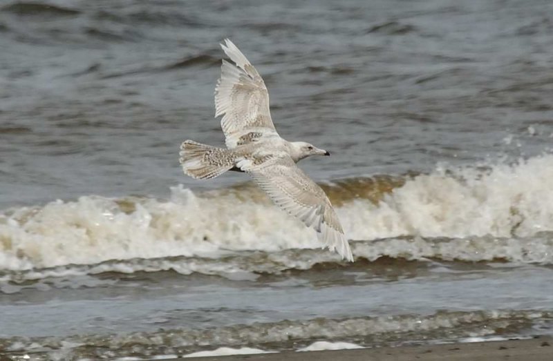 Glaucous Gull   Wales