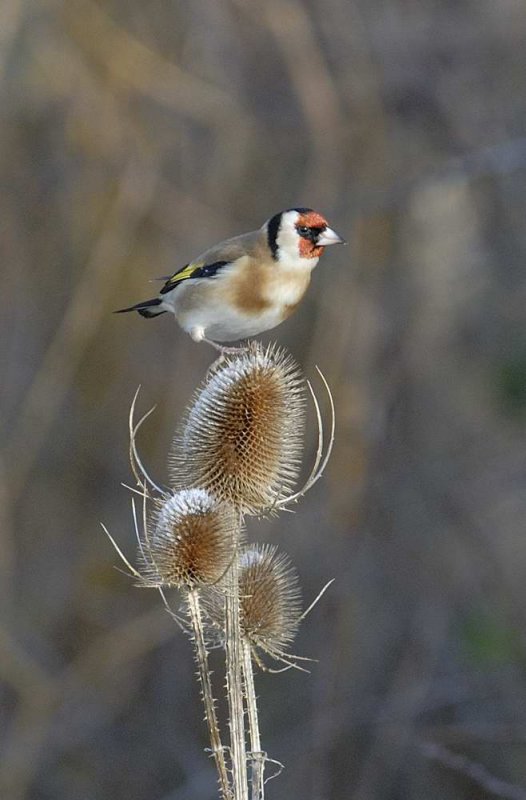 Goldfinch   Wales