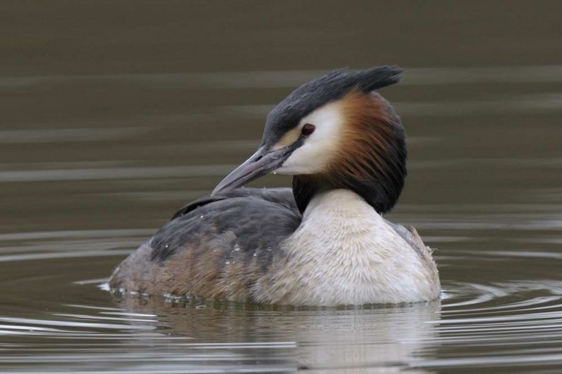 Great Crested Grebe Shropshire
