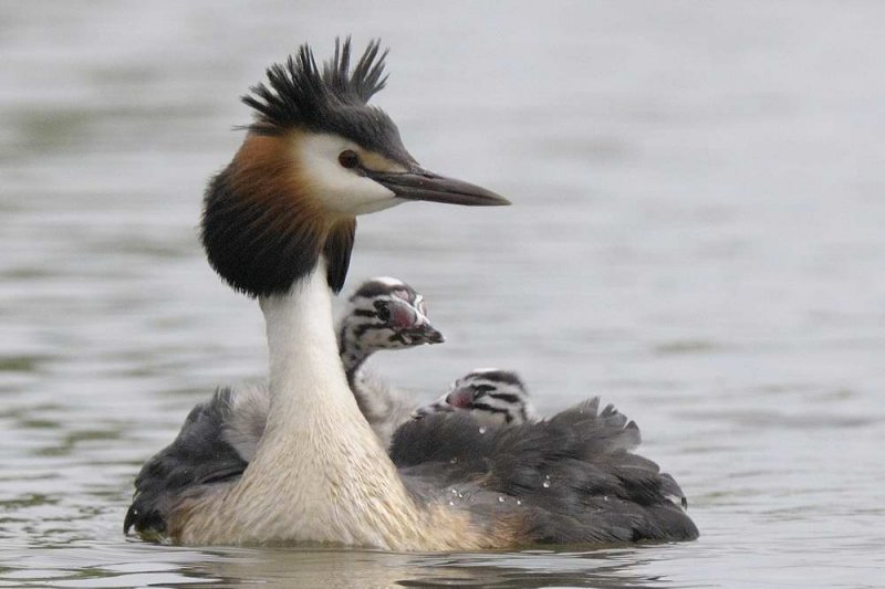 Great Crested Grebe  Shropshire