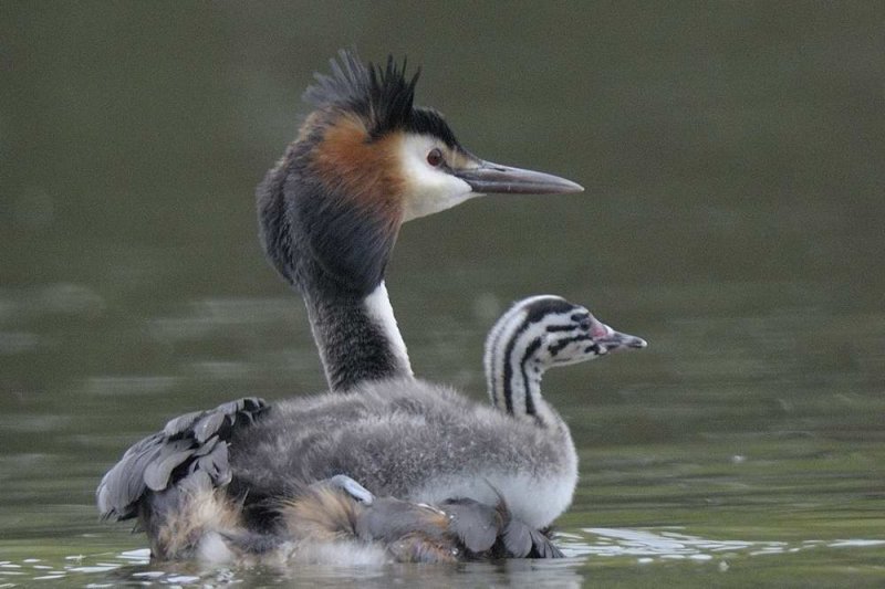 Great Crested Grebe  Shropshire