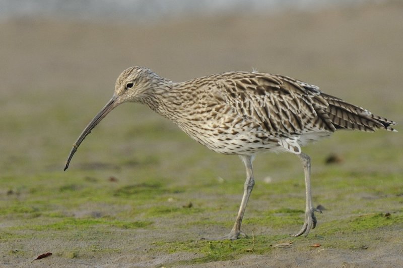 Curlew Conwy RSPB
