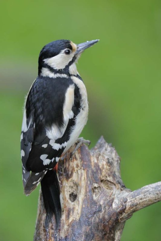 Great Spotted Woodpecker      Wales