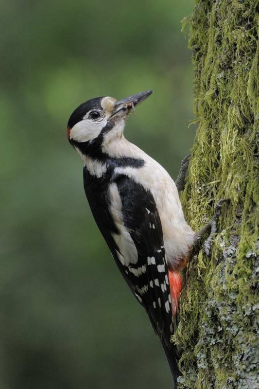 Great Spotted Woodpecker      England