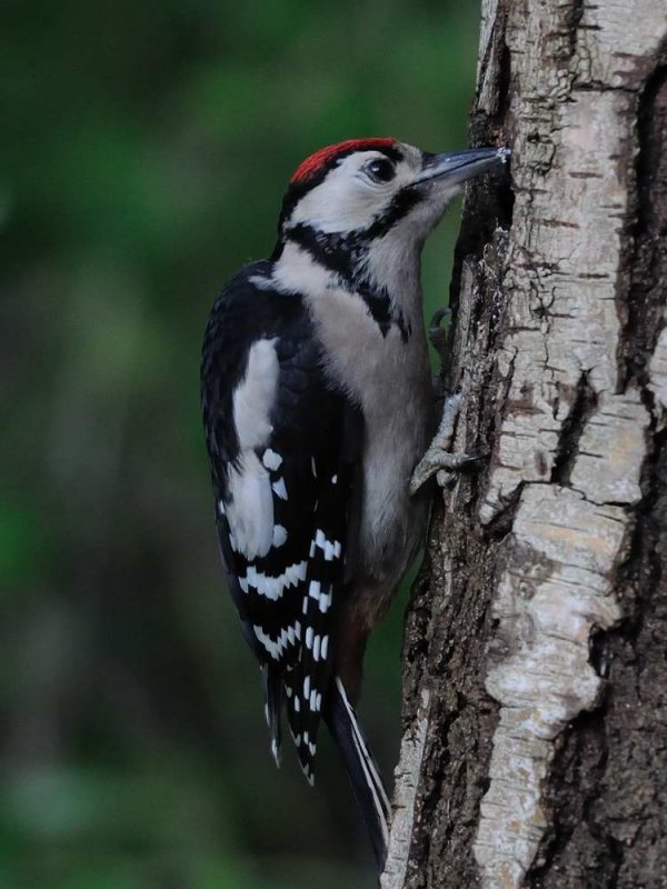GS Woodpecker Borrowdale Cumbria
