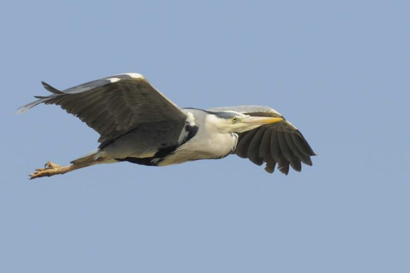 Grey Heron Conwy RSPB