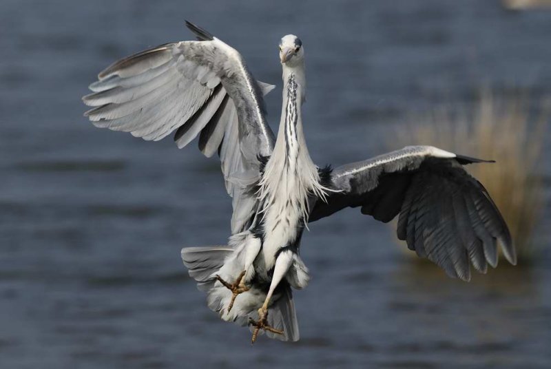 Grey Heron Conwy RSPB