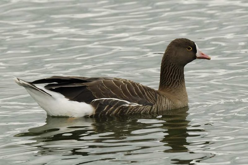 Goose,Lesser White-fronted 
