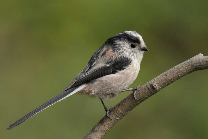 Long Tailed Tit Llandudno