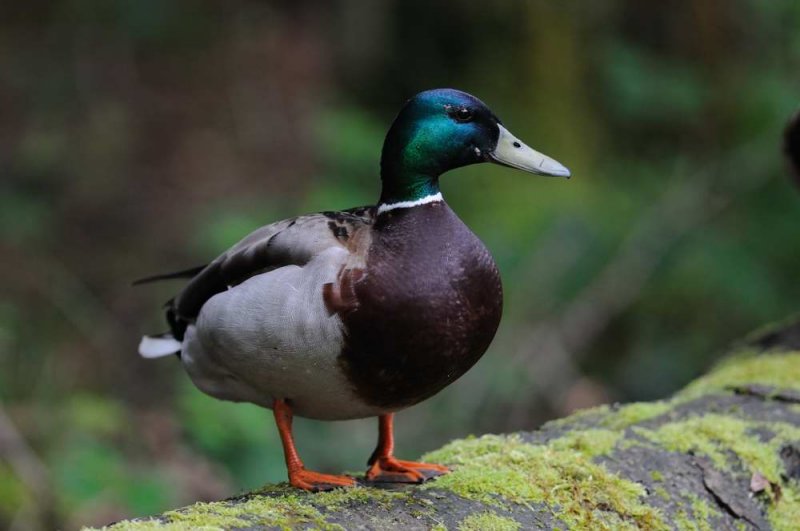 Mallard Low Mansty Cumbria