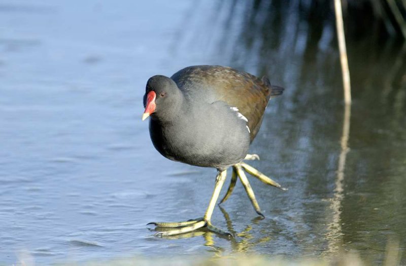 Moorhen Conwy RSPB