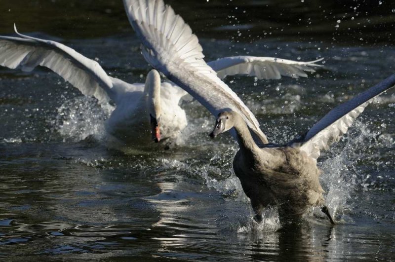 Mute Swan Bosherton Pembrokeshire