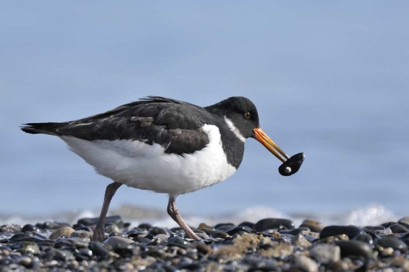 Oystercatcher Rhos Conwy