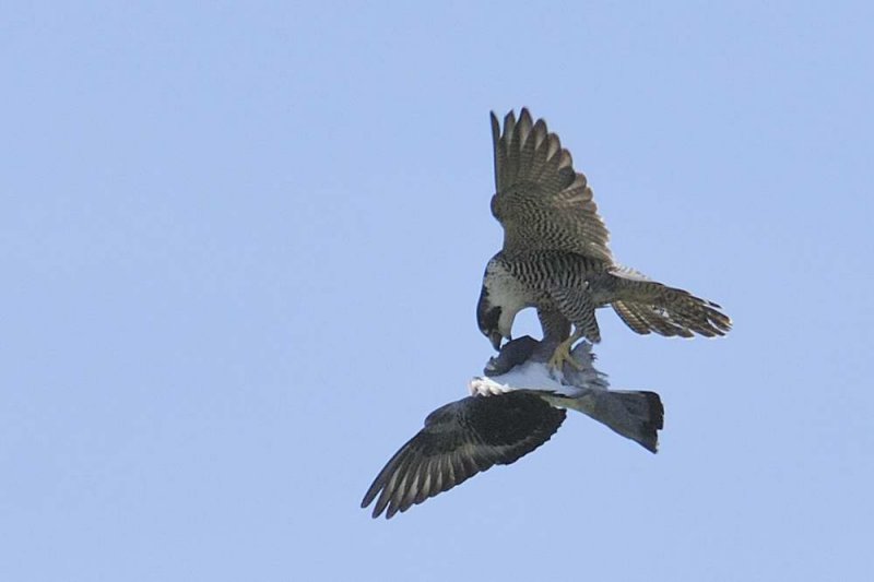 Peregrine Falcon  Llandudno