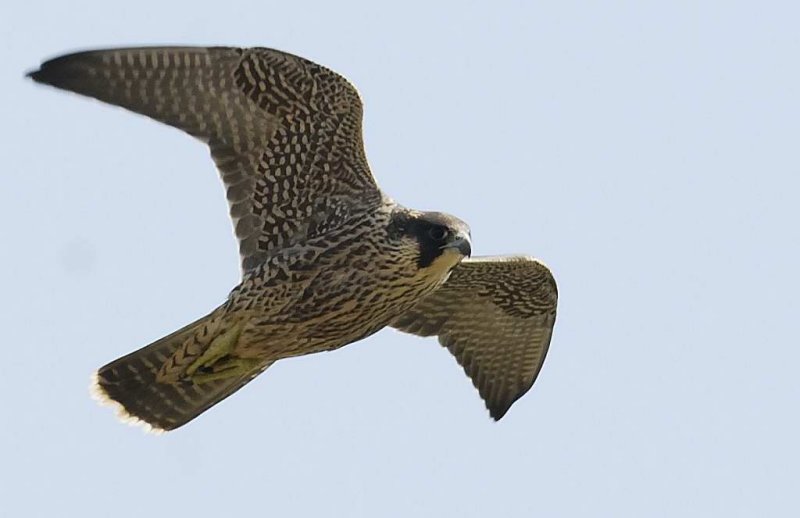 Peregrine Falcon  Llandudno