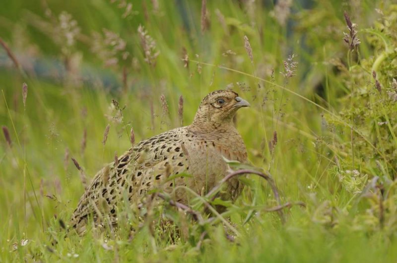 Pheasant  Nr Holy Island Northumbria