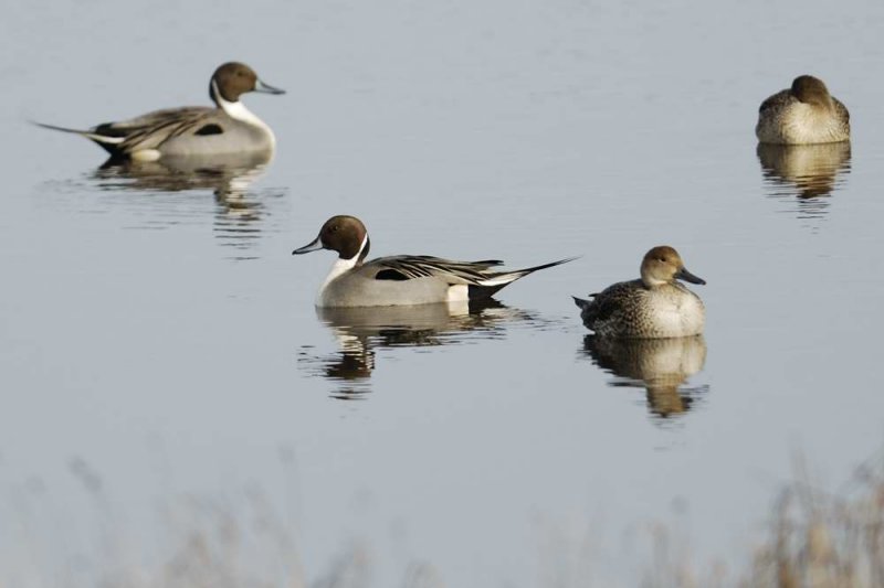 Pintail Malltraeth Anglesey