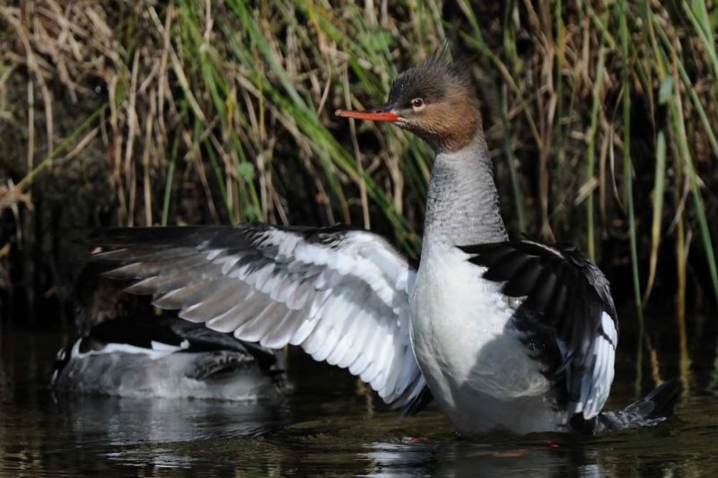 Red-breasted Merganser  England