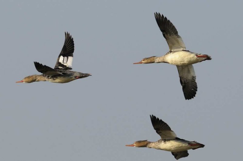 Red-breasted Merganser  Wales