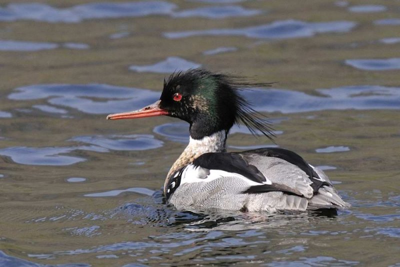 Red-breasted Merganser  Wales