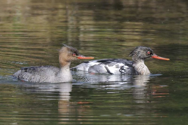 Red-breasted Merganser  England