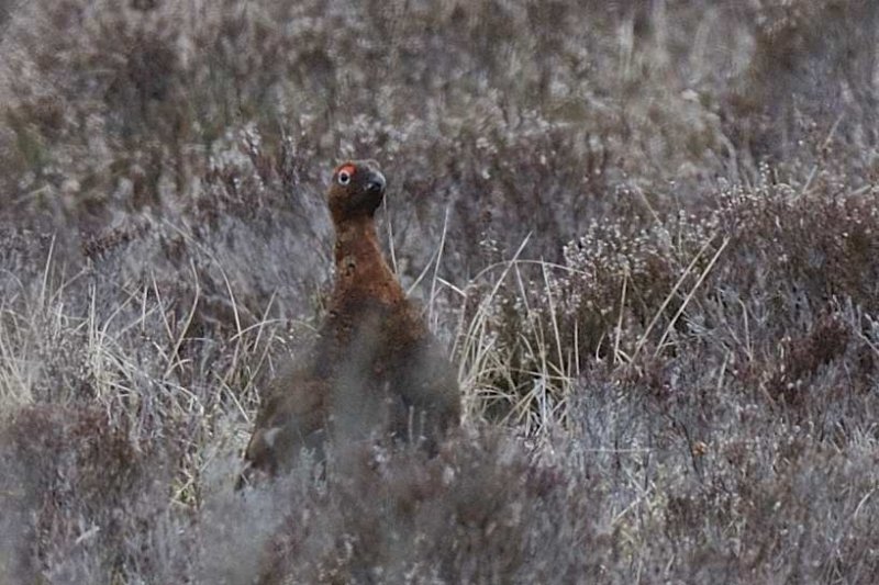 Red Grouse Denbigh Moors