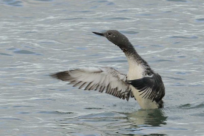 Red-throated Diver    Wales