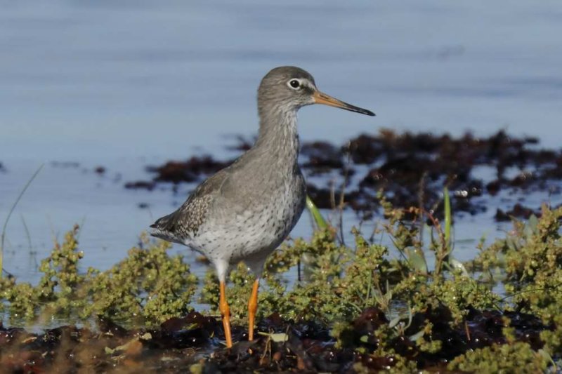 Redshank  Fforyd Caernarfon