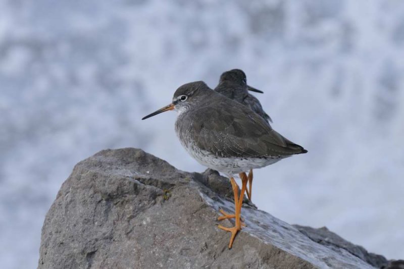 Redshank  Rhos Point Conwy